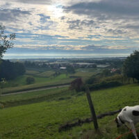 Aussicht über die Weinreben bis zum Bodenss