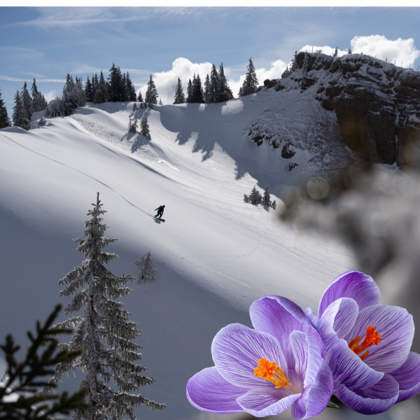 Snowboarder zieht einen Schwung im Schnee